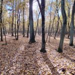 Śmierć na polowaniu. Myśliwy postrzelił stażystę